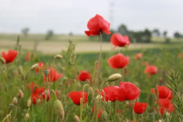 Dożynki Powiatowo-Gminne w Kusowie – zaproszenie na sobotę