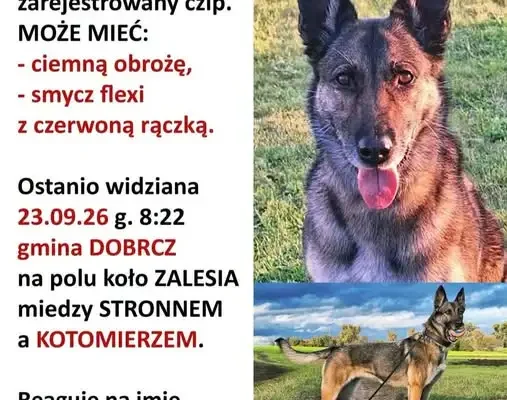 Zaginęła suczka Kira w gminie Dobrcz – trwa poszukiwanie, wyznaczono nagrodę