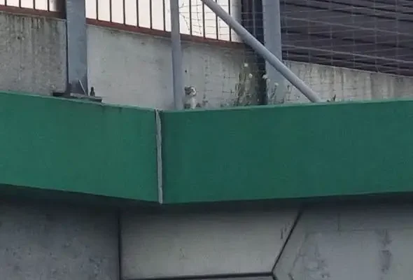 Policjanci z Aleksandrowa Kujawskiego uratowali kotka przy autostradzie A1