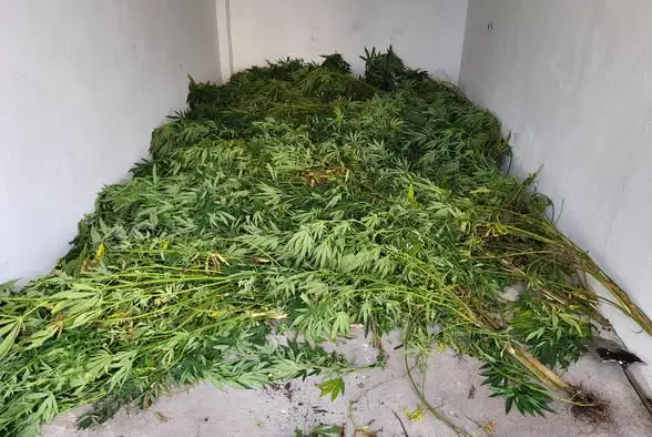 Nakło nad Notecią: Policja zlikwidowała nielegalną plantację konopi