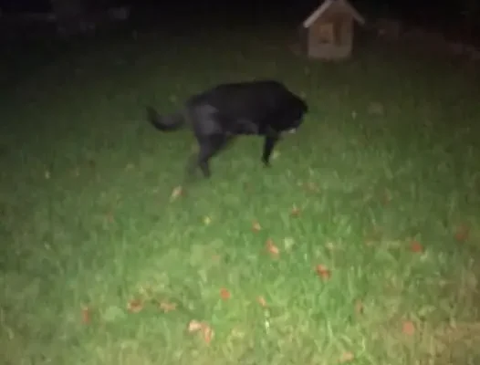 Zabezpieczony czarny pies w typie labradora przy ul. Dworcowej w Stronnie – szukamy właściciela