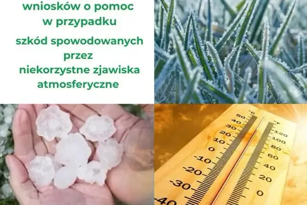 ARiMR: rekompensaty za straty w uprawach po przymrozkach, gradzie i upałach