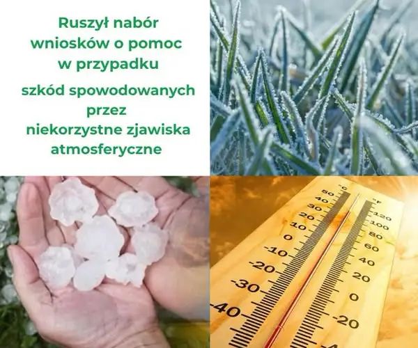 ARiMR: rekompensaty za straty w uprawach po przymrozkach, gradzie i upałach