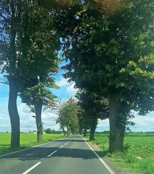 Nowe aleje drzew przy drogach wojewódzkich w Kujawsko-Pomorskiem