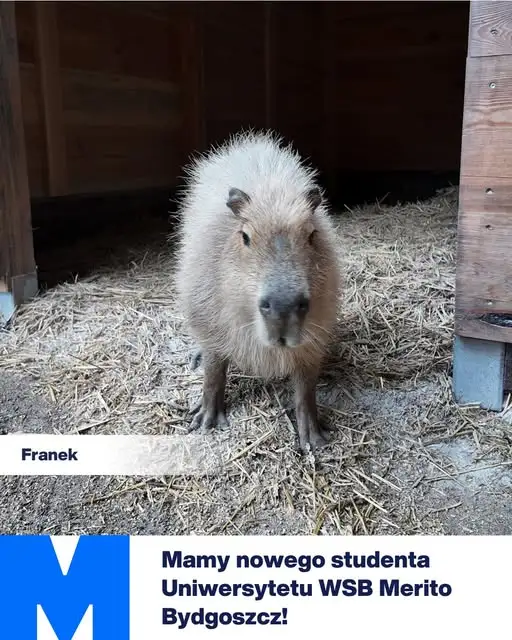 Kapibara Franek oficjalnie studentem Uniwersytetu WSB Merito w Bydgoszczy