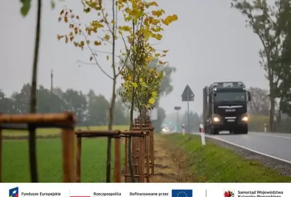 Droga wojewódzka 240 w powiecie świeckim z nowymi nasadzeniami – efekty widać na zdjęciach