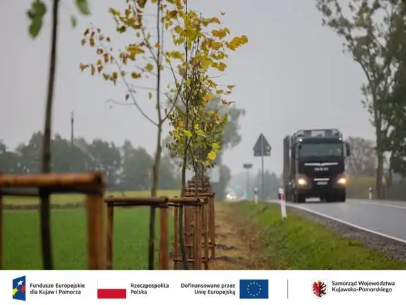 Droga wojewódzka 240 w powiecie świeckim z nowymi nasadzeniami – efekty widać na zdjęciach